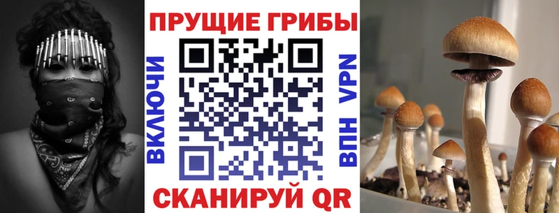 купить наркотик  Карасук  Псилоцибиновые грибы Psilocybine cubensis 